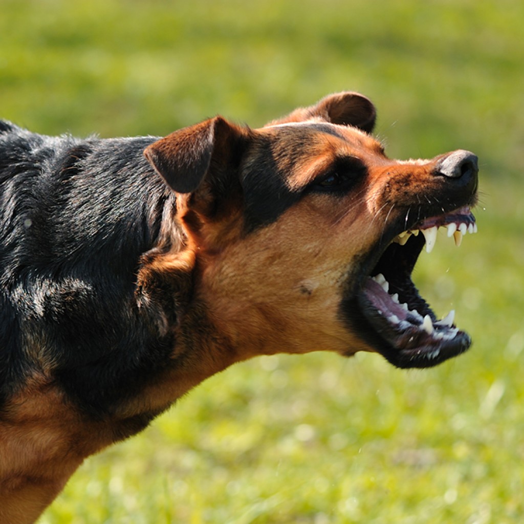 dangerous-dog-copy-1024x1024.jpg