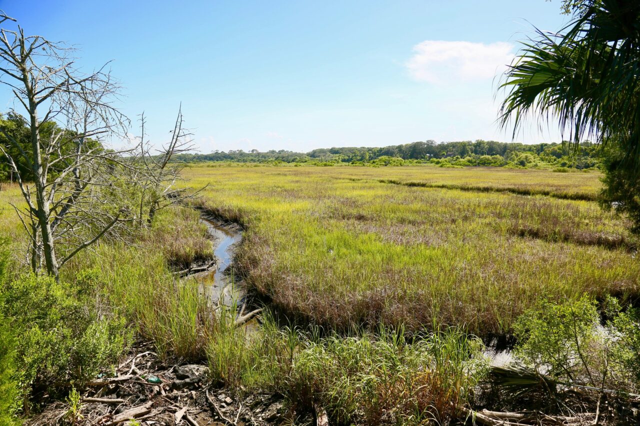fernandina-marsh-1280x853.jpg