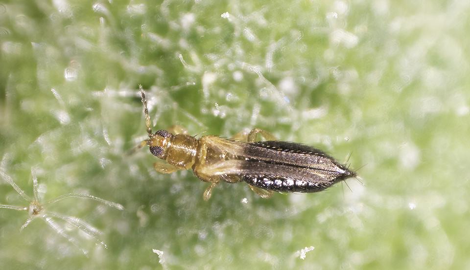 Thrips_Parvispinus_closeup.jpg